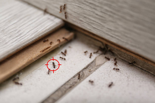 Best Wildlife Control Services  in Sawgrass, FL