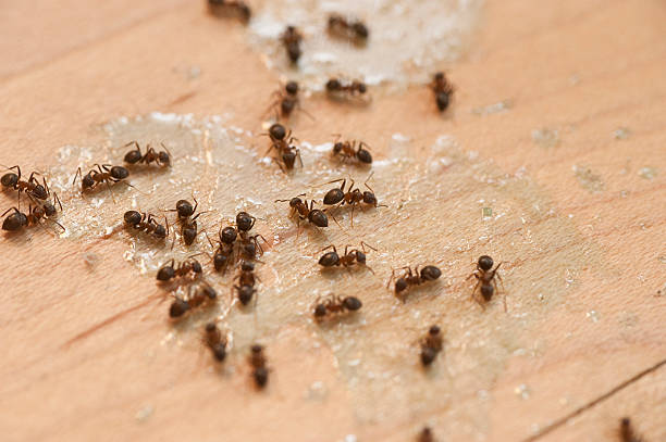 Insect Control in Sawgrass, FL